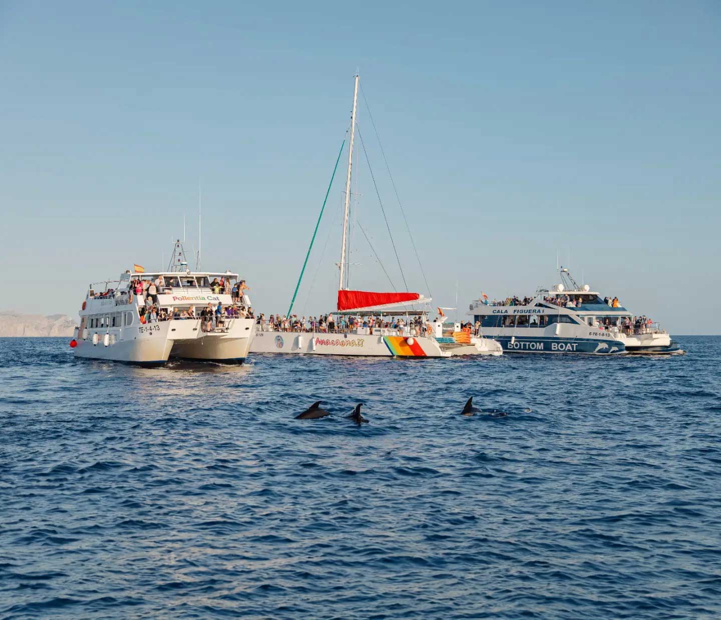 Sunrise Dolphins