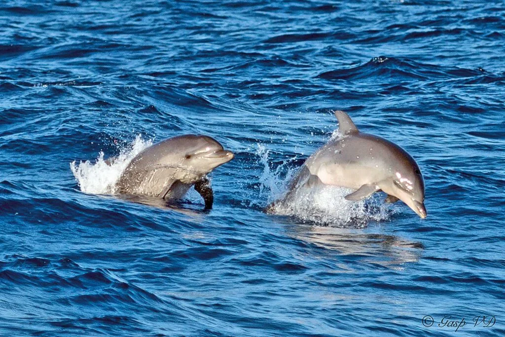 Sunrise Dolphins