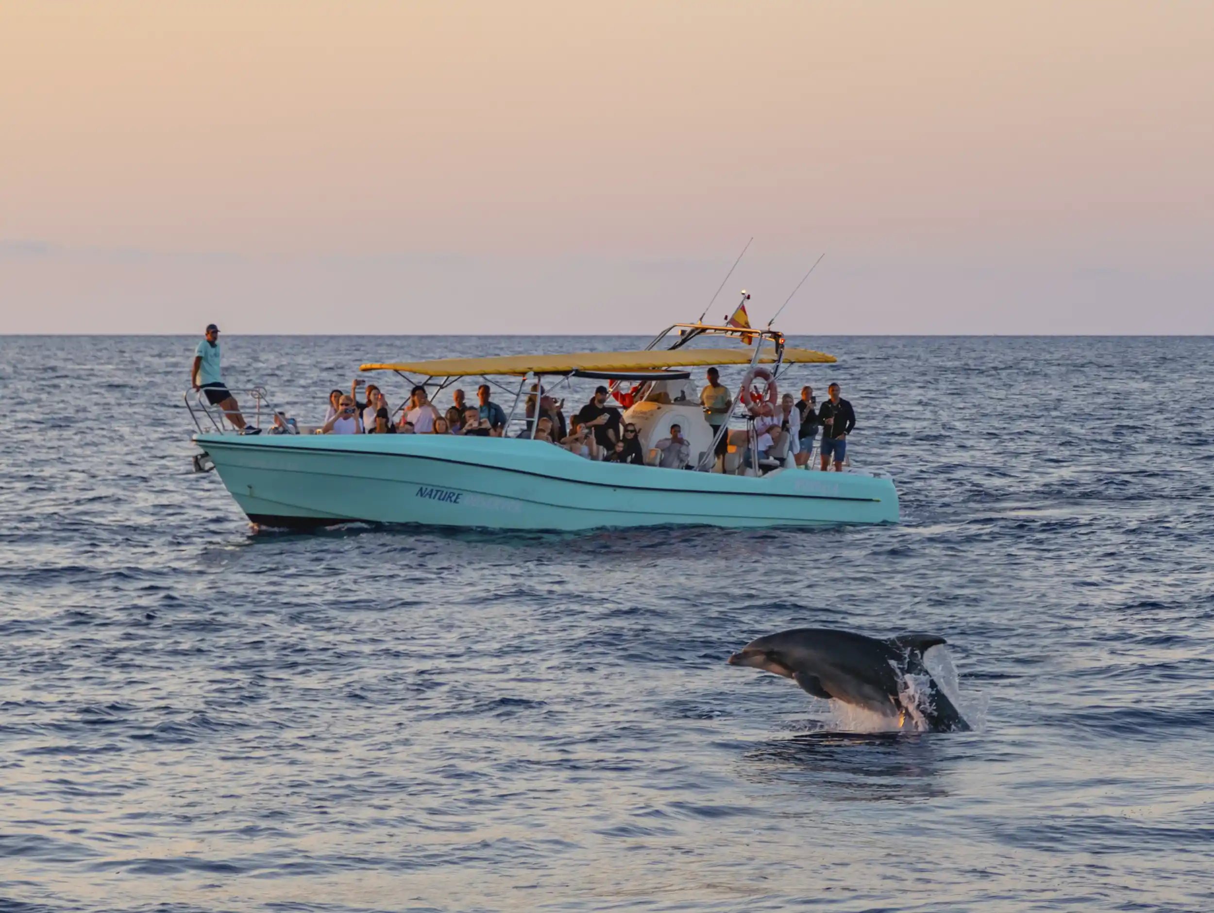 Dolphins experience
